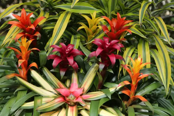 Plantas resistentes para paredes verdes de casas térreas em clima tropical