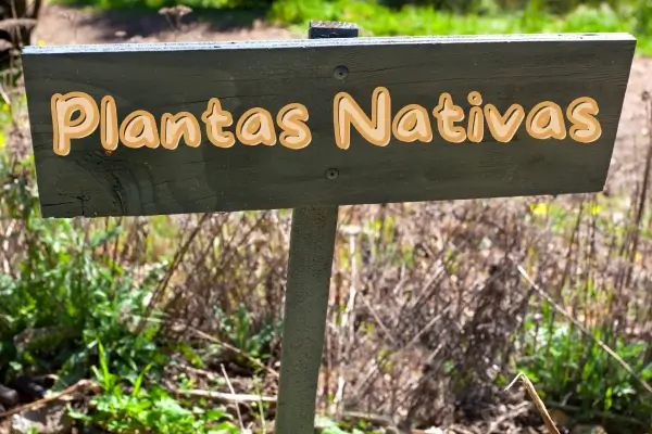 Criação de micro-ecossistemas regenerativos com plantas nativas