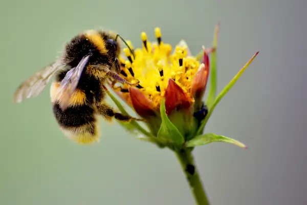 Estratégias para atrair polinizadores em jardins urbanos compactos com foco em biodiversidade